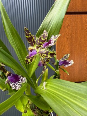 Cambria mix kolorów