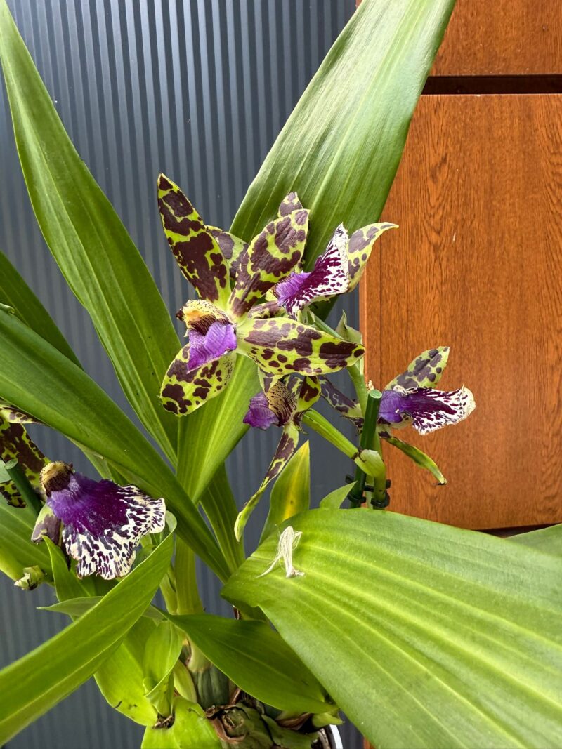 Cambria mix kolorów