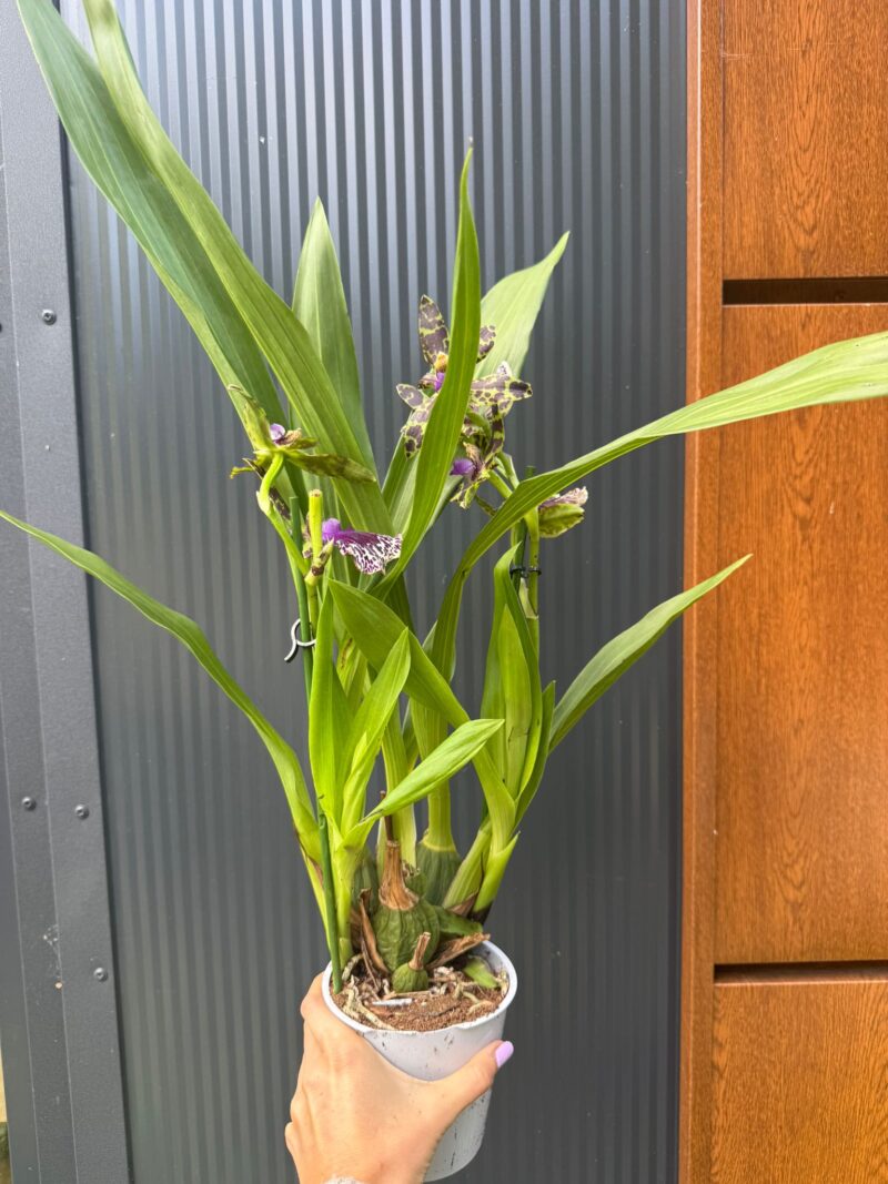 Cambria mix kolorów