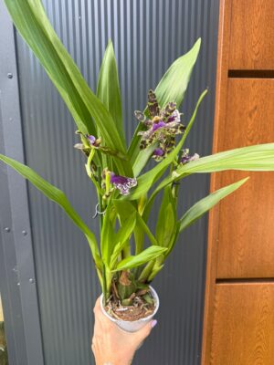 Cambria mix kolorów