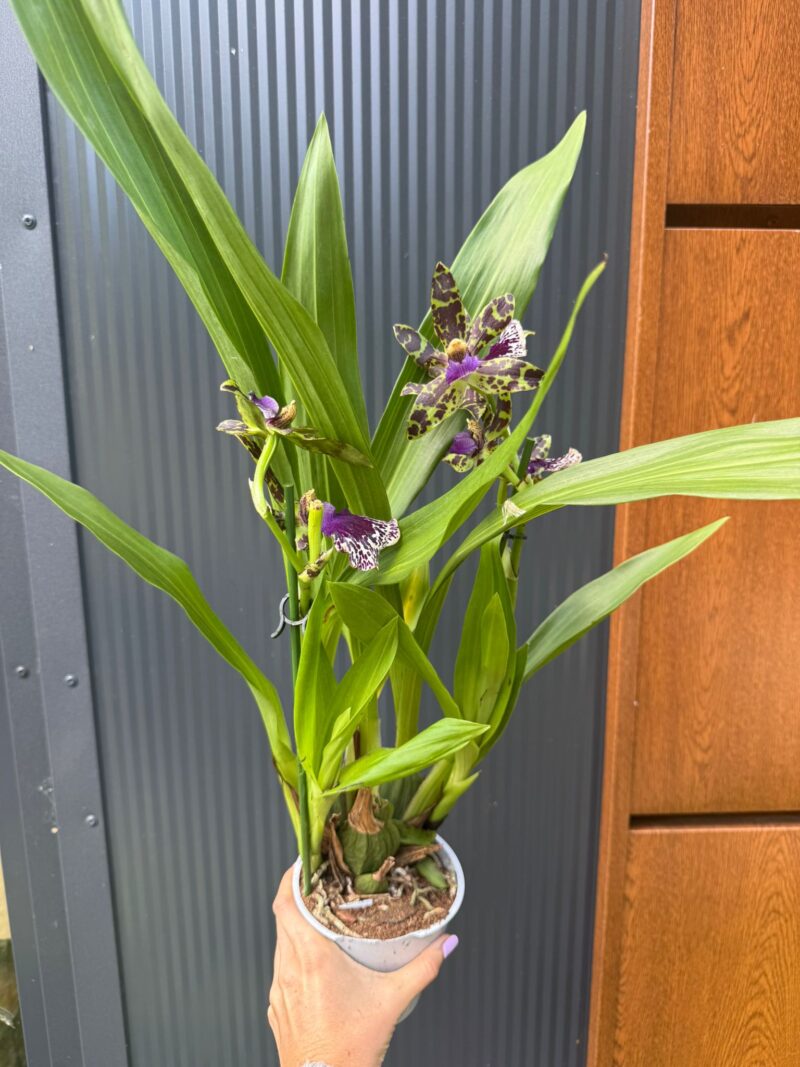 Cambria mix kolorów