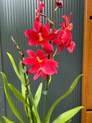 Cambria mix kolorów