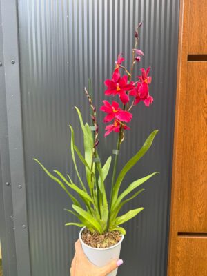 Cambria mix kolorów