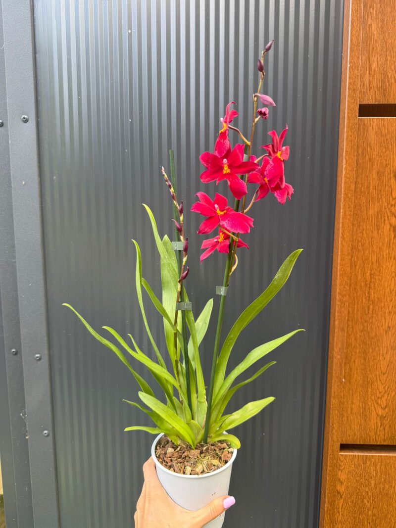 Cambria mix kolorów