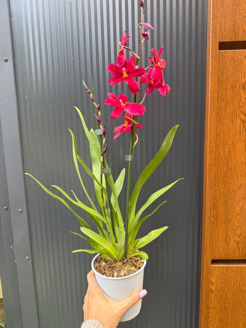 Cambria mix kolorów