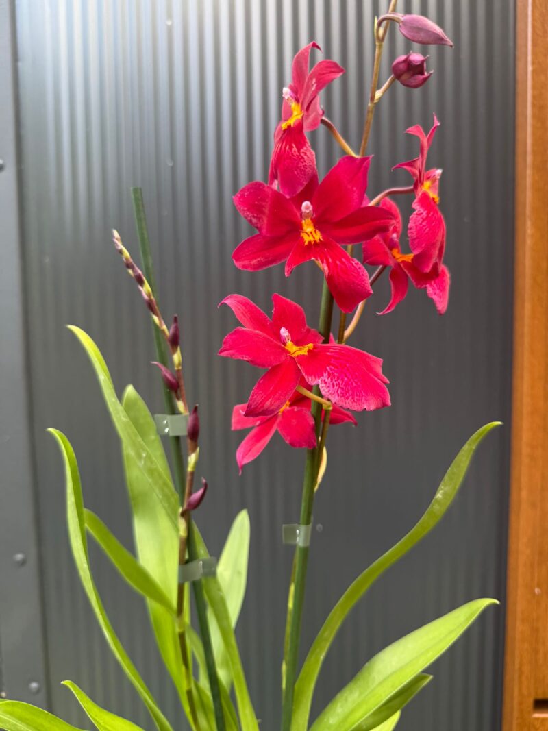 Cambria mix kolorów