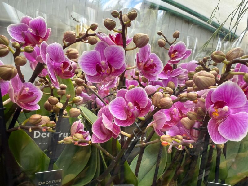 Phalaenopsis Multiflora Dazzling Diva | Storczyk Przekwitający