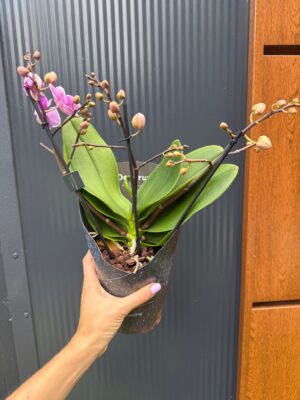 Phalaenopsis Multiflora Dazzling Diva | Storczyk Przekwitający