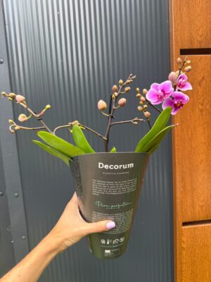 Phalaenopsis Multiflora Dazzling Diva | Storczyk Przekwitający