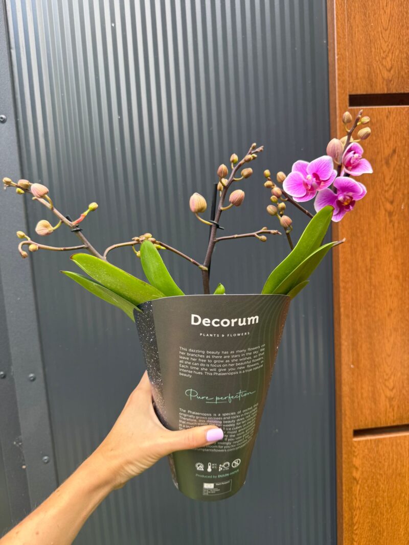 Phalaenopsis Multiflora Dazzling Diva | Storczyk Przekwitający