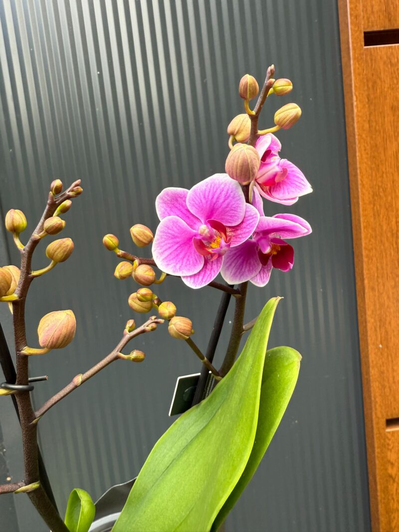 Phalaenopsis Multiflora Dazzling Diva | Storczyk Przekwitający