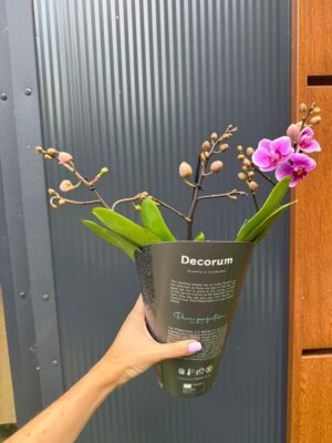 Phalaenopsis Multiflora Dazzling Diva | Storczyk Przekwitający