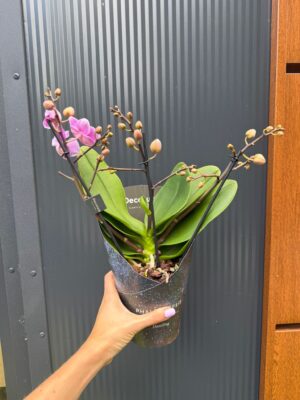 Phalaenopsis Multiflora Dazzling Diva | Storczyk Przekwitający