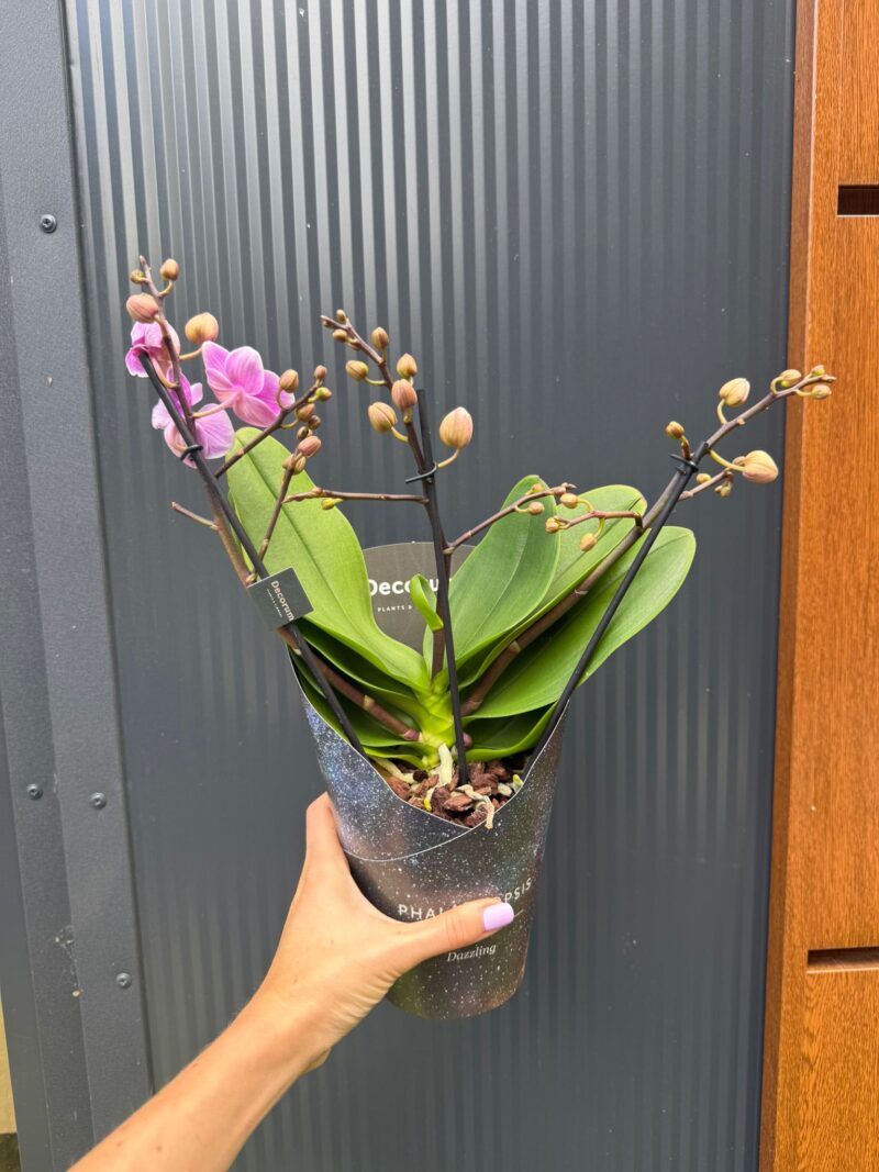 Phalaenopsis Multiflora Dazzling Diva | Storczyk Przekwitający
