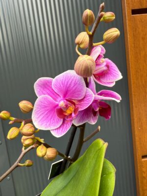 Phalaenopsis Multiflora Dazzling Diva | Storczyk Przekwitający