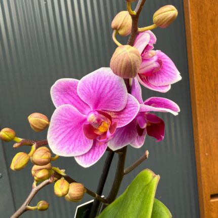 Phalaenopsis Multiflora Dazzling Diva | Storczyk Przekwitający