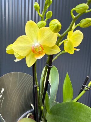 Phalaenopsis Multiflora Anthura Alben Dazzling Albenga | Storczyk przekwitajacy