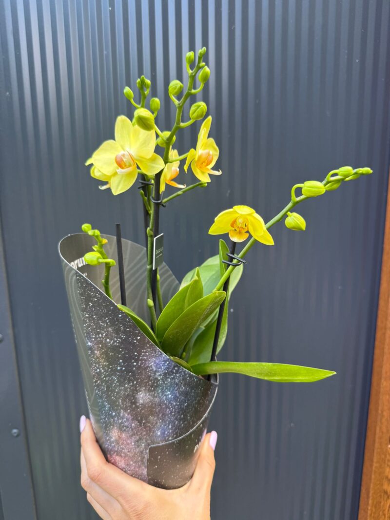 Phalaenopsis Multiflora Anthura Alben Dazzling Albenga | Storczyk przekwitajacy