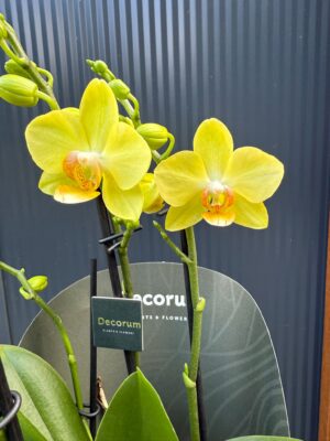 Phalaenopsis Multiflora Anthura Alben Dazzling Albenga | Storczyk przekwitajacy