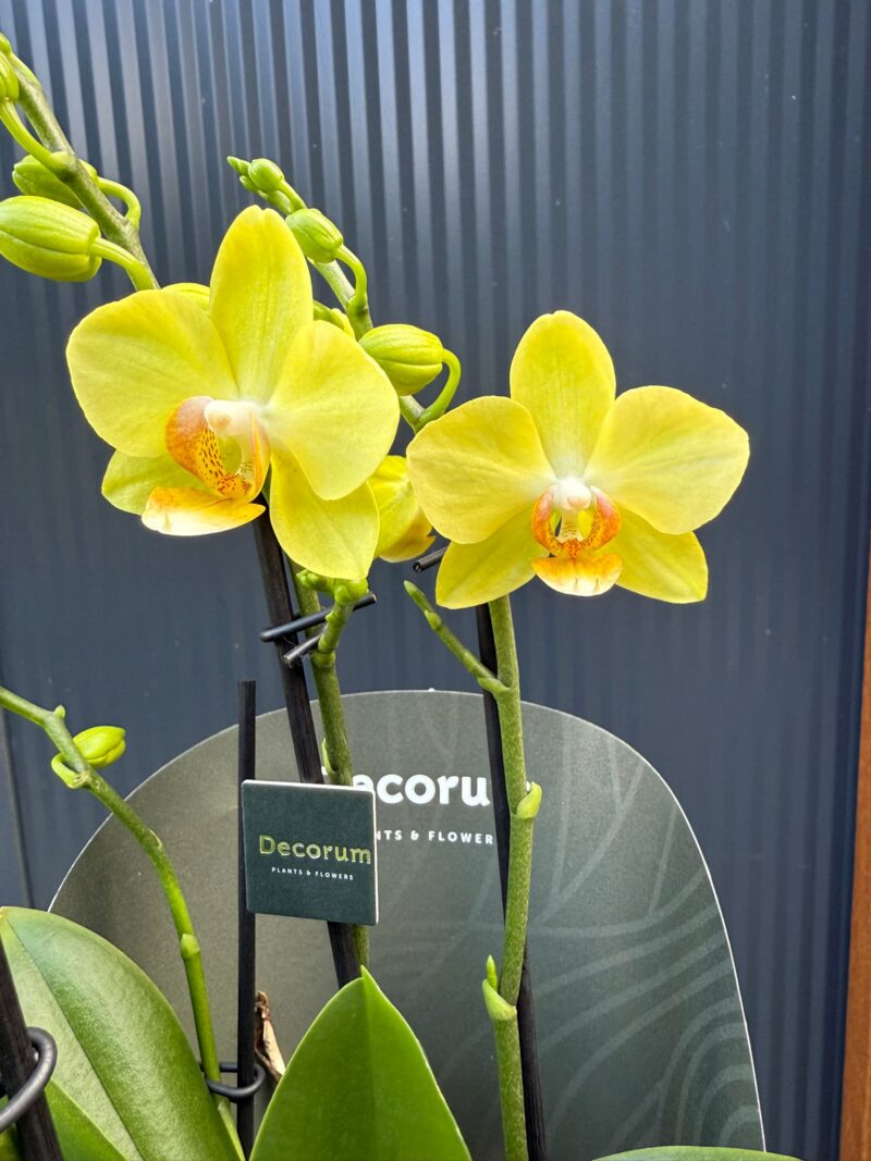 Phalaenopsis Multiflora Anthura Alben Dazzling Albenga | Storczyk przekwitajacy