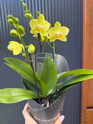 Phalaenopsis Multiflora Anthura Alben Dazzling Albenga | Storczyk przekwitajacy