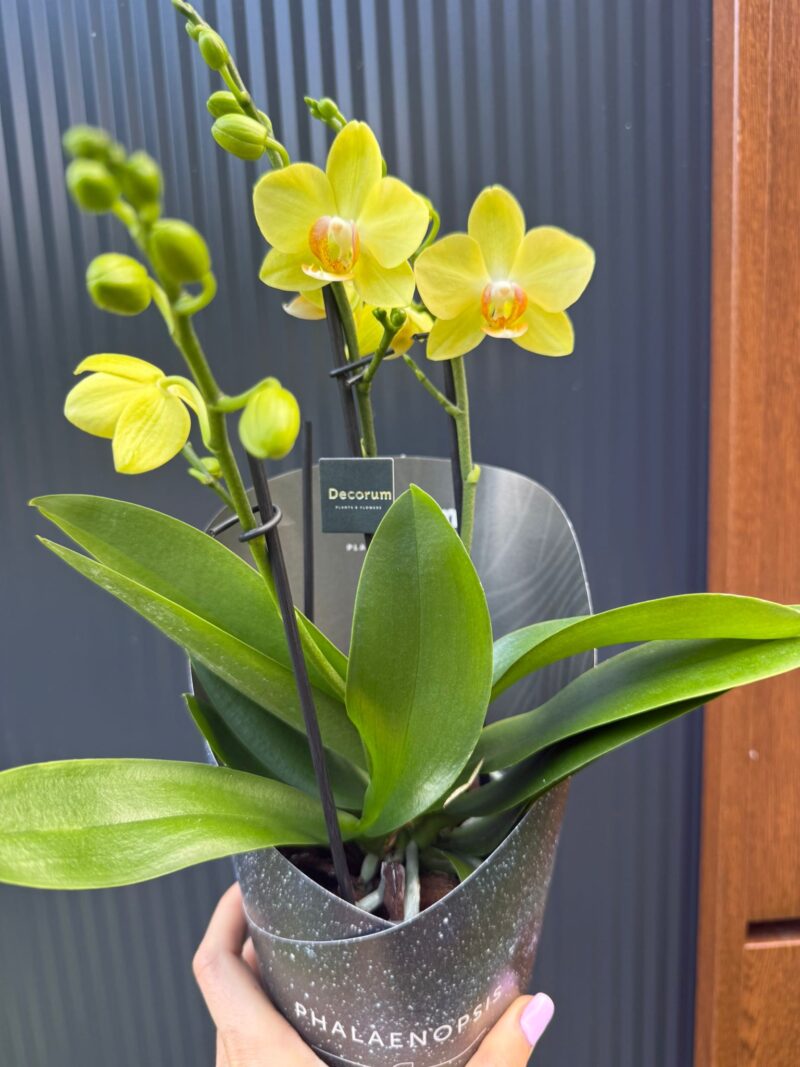 Phalaenopsis Multiflora Anthura Alben Dazzling Albenga | Storczyk przekwitajacy