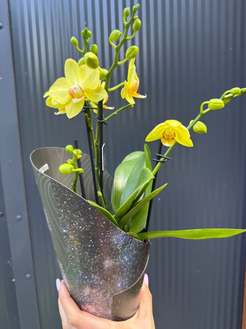 Phalaenopsis Multiflora Anthura Alben Dazzling Albenga | Storczyk przekwitajacy