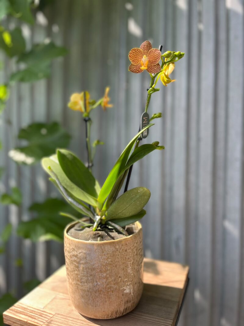 Phalaenopsis Indian Summer | Storczyk