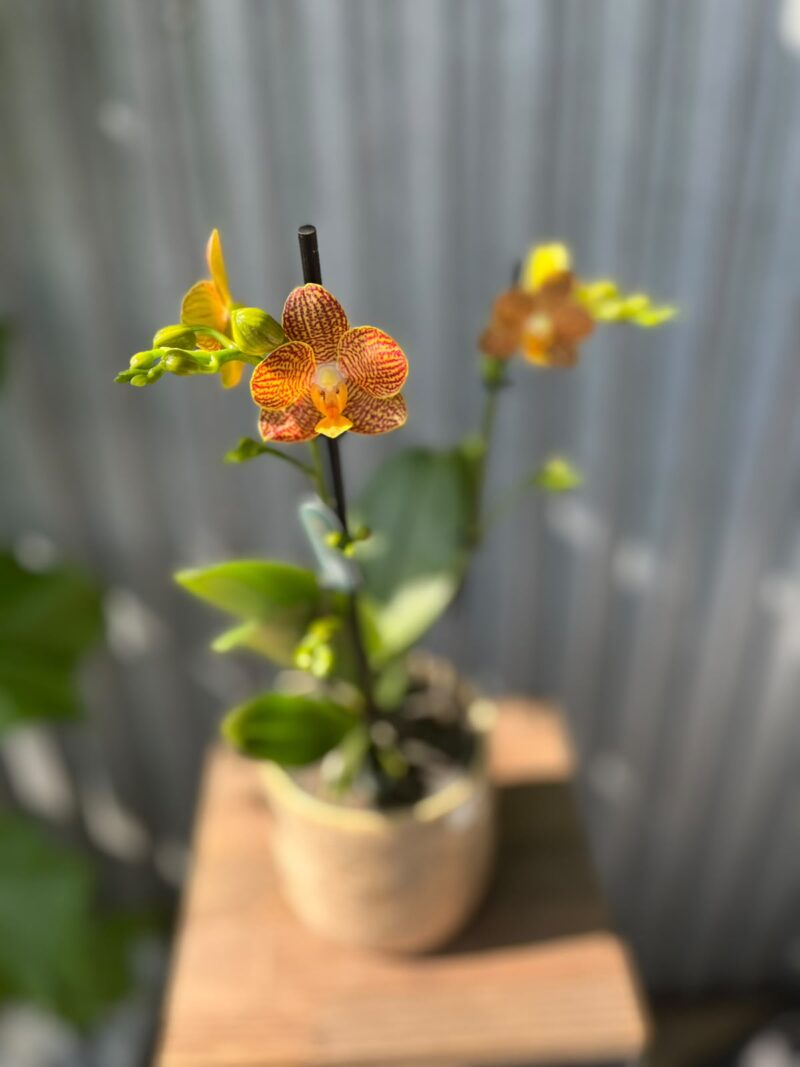 Phalaenopsis Indian Summer | Storczyk
