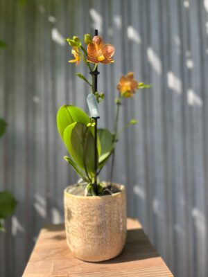 Phalaenopsis Indian Summer | Storczyk