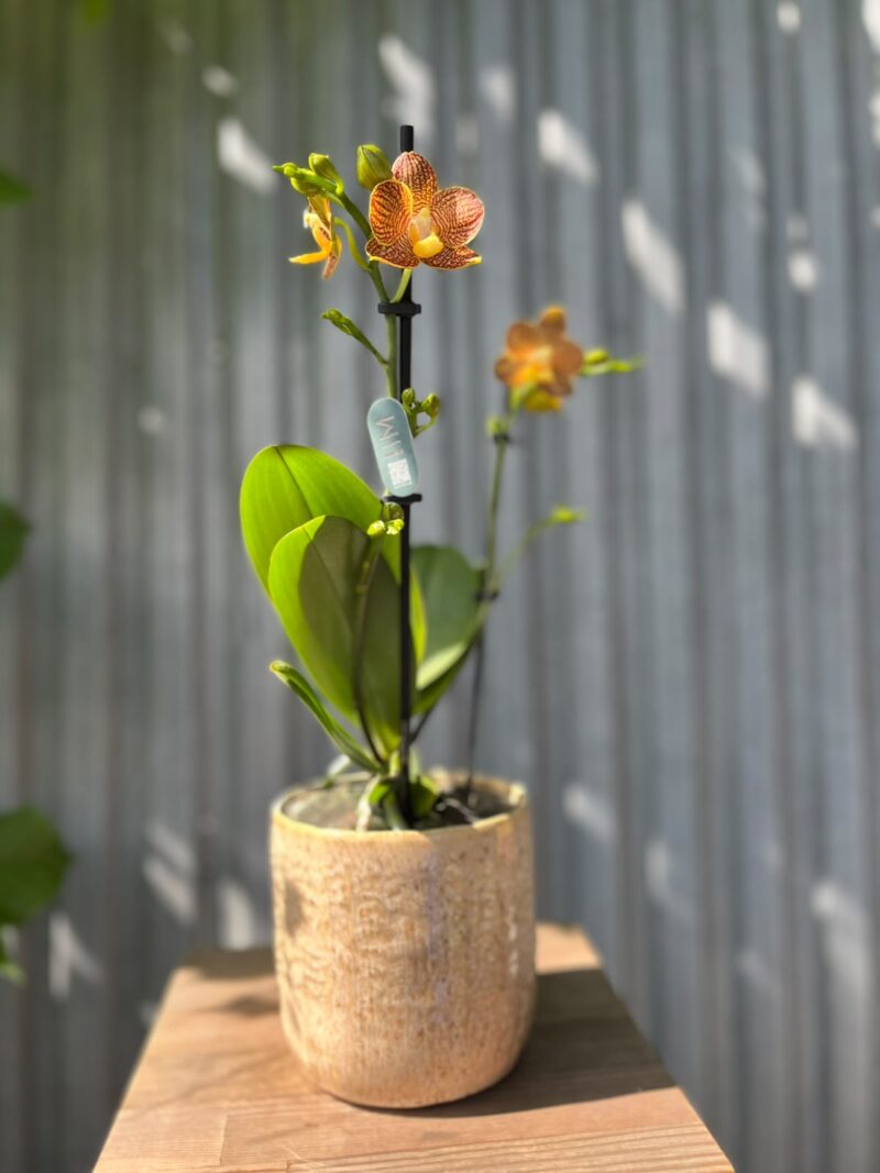 Phalaenopsis Indian Summer | Storczyk