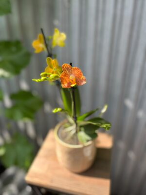 Phalaenopsis Indian Summer | Storczyk