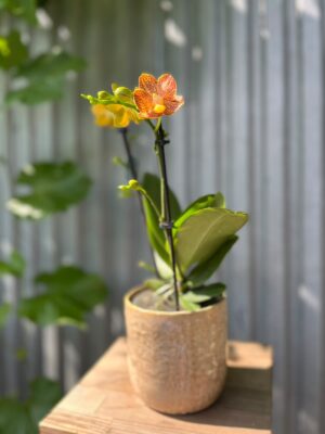 Phalaenopsis Indian Summer | Storczyk