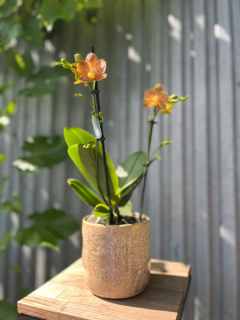 Phalaenopsis Indian Summer | Storczyk