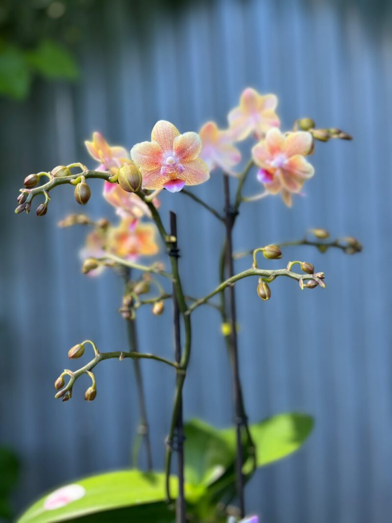 Phalaenopsis Multiflora ‘Aromio Spicy’ | storczyk pachnący