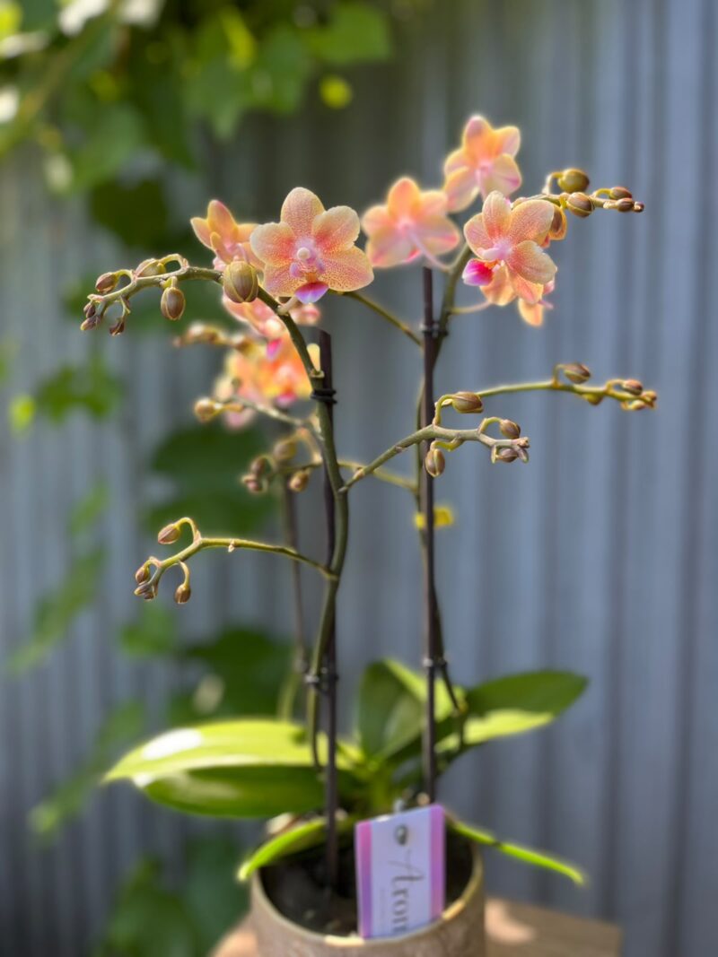 Phalaenopsis Multiflora ‘Aromio Spicy’ | storczyk pachnący