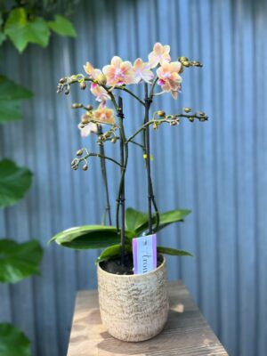 Phalaenopsis Multiflora ‘Aromio Spicy’ | storczyk pachnący