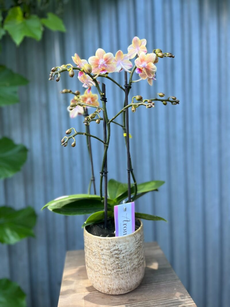 Phalaenopsis Multiflora ‘Aromio Spicy’ | storczyk pachnący