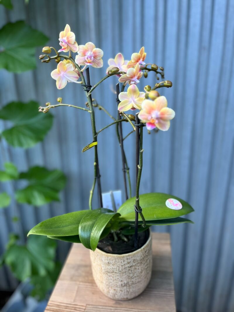 Phalaenopsis Multiflora ‘Aromio Spicy’ | storczyk pachnący