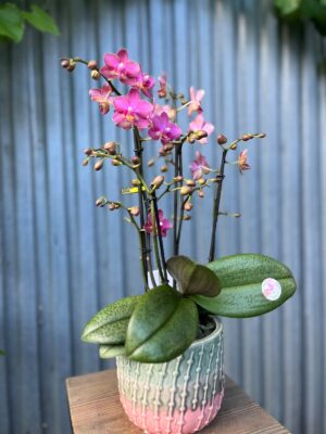 Phalaenopsis Aromio Floral | Storczyk Pachnący
