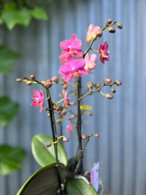 Phalaenopsis Aromio Floral | Storczyk Pachnący