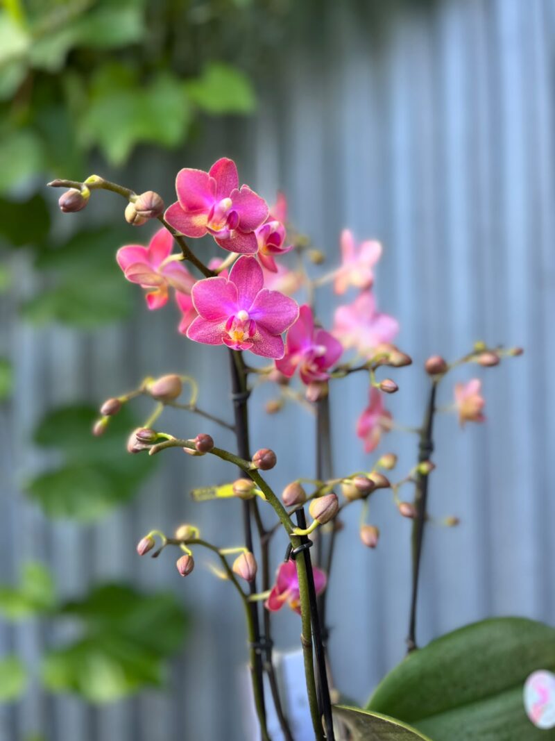 Phalaenopsis Aromio Floral | Storczyk Pachnący