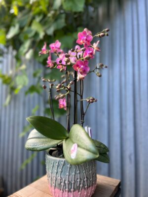 Phalaenopsis Aromio Floral | Storczyk Pachnący