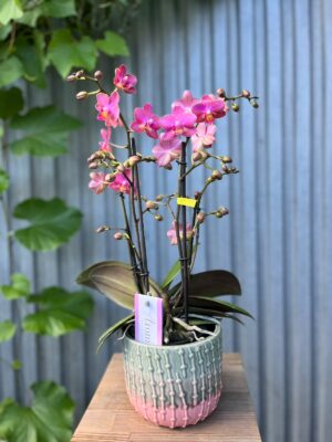 Phalaenopsis Aromio Floral | Storczyk Pachnący