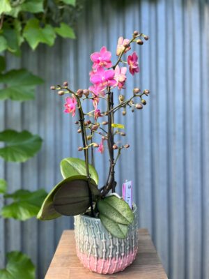 Phalaenopsis Aromio Floral | Storczyk Pachnący