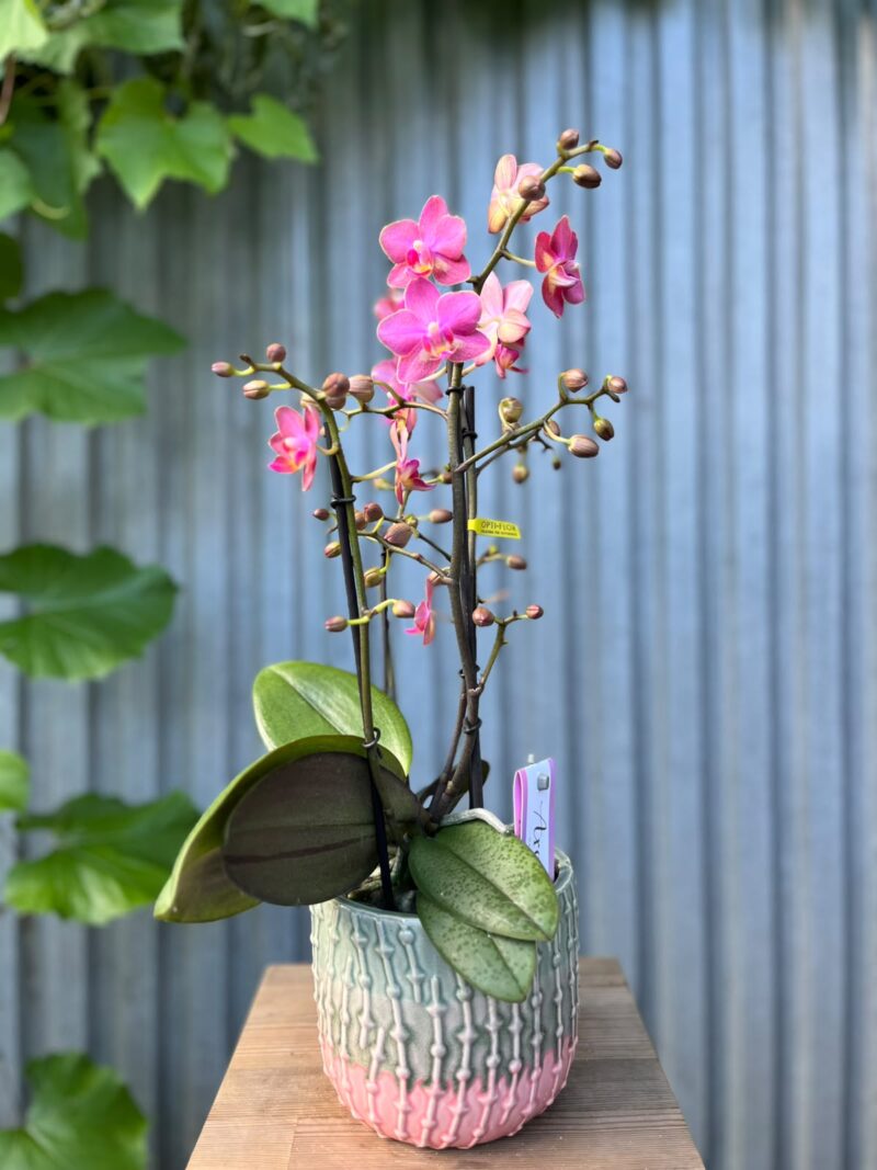 Phalaenopsis Aromio Floral | Storczyk Pachnący