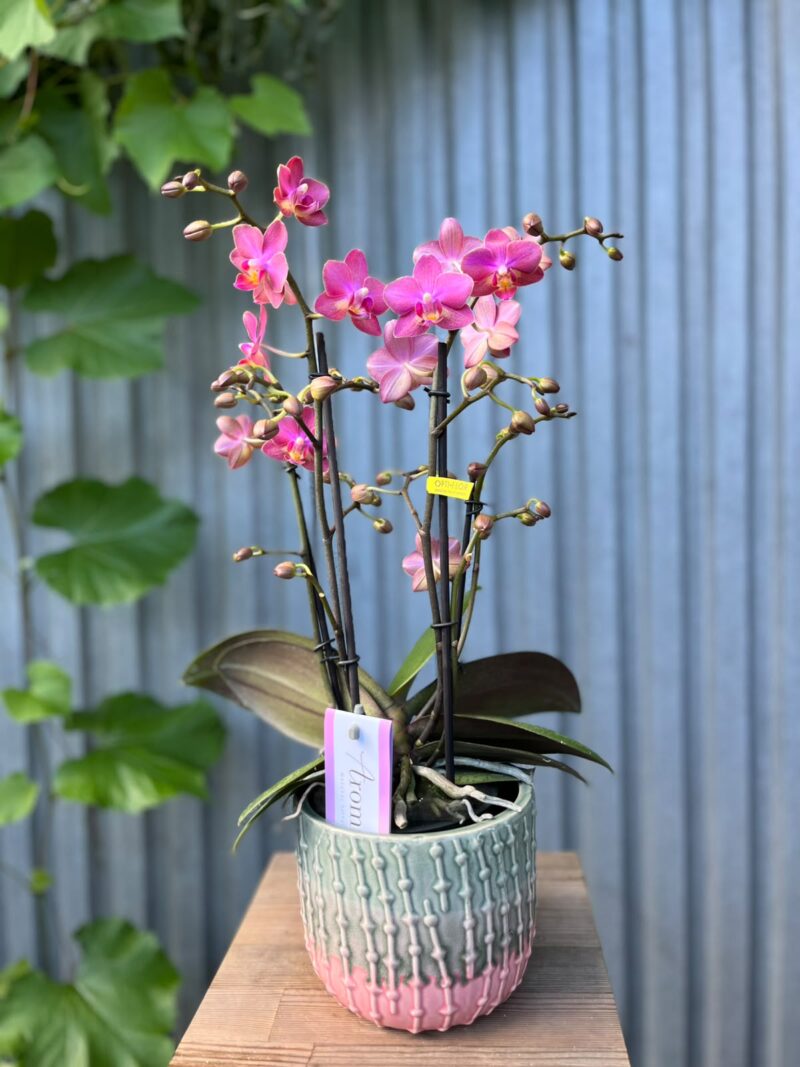 Phalaenopsis Aromio Floral | Storczyk Pachnący