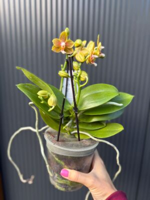 Phalaenopsis table masterpiece | Storczyk