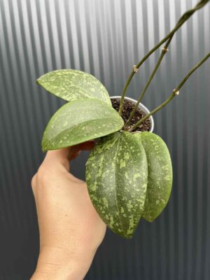 Hoya Wibergiae