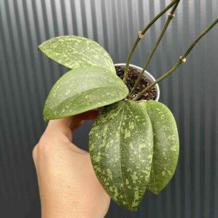 Hoya Wibergiae